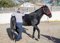 Osteopath and horse Royalty Free Stock Photo