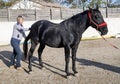 Osteopath and horse Royalty Free Stock Photo