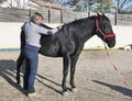 Osteopath and horse Royalty Free Stock Photo