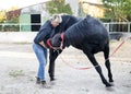 Osteopath and horse Royalty Free Stock Photo