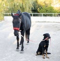 Osteopath and horse Royalty Free Stock Photo