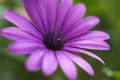 Osteospermum