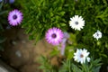 Osteospermum