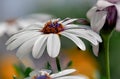 Closeup of a daisy in morninglight Royalty Free Stock Photo