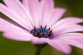 Osteospermum Royalty Free Stock Photo