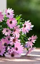 Osteospermum Royalty Free Stock Photo