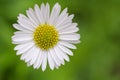 Osteospermum African Daisy