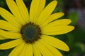 Osteospermum African Daisy