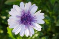 Osteospermum African Daisy