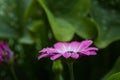 Osteospermum or African daisy, garden flower purple with rain drops Royalty Free Stock Photo