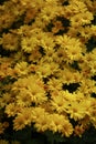 Osteospermum, beatiful yellow flower