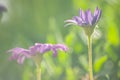 Osteospermum commonly known as African daisy. Closeup of purple flower Royalty Free Stock Photo