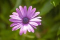 Osteospermum commonly known as African daisy. Closeup of purple flower Royalty Free Stock Photo