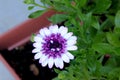 Osteospermum 4D Berry White, low compact hybrid cultivar Royalty Free Stock Photo
