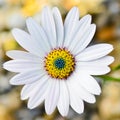 Osteospermum Daisy flower