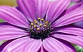 Osteospermum ecklonis