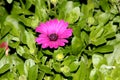 Osteospermum ecklonis 'Akila Purple', African daisy Royalty Free Stock Photo