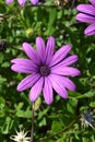 Osteospermum Ecklonis, Asteraceae, Compositae, Daisybush Royalty Free Stock Photo