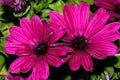 Osteospermum ecklonis `Asti Purple` Royalty Free Stock Photo