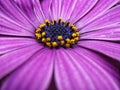 Osteospermum ecklonis