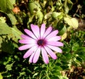 Osteospermum ecklonis Royalty Free Stock Photo