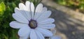 Osteospermum ecklonis (Cape Marguerite, Dimorphotheca). Purple Cape daisy flowers in the garden. Selective focus. Royalty Free Stock Photo