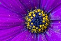 Osteospermum ecklonis Royalty Free Stock Photo