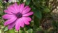 Osteospermum ecklonis is an evergreen shrub that gardeners love for its ornamental foliage and brigh Royalty Free Stock Photo