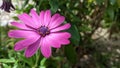 Osteospermum ecklonis is an evergreen shrub that gardeners love for its ornamental foliage and brigh Royalty Free Stock Photo