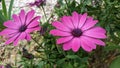Osteospermum ecklonis is an evergreen shrub that gardeners love for its ornamental foliage and brigh Royalty Free Stock Photo