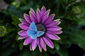 Osteospermum ecklonis flower Cape Marguerite flower, Dimorphotheca with blue butterfly