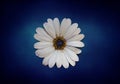 Osteospermum ecklonis flower Cape Marguerite flower, Dimorphotheca. White daisy flower, isolated on vintage royal blue Royalty Free Stock Photo