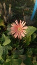 Osteospermum ecklonis flower maco view