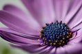 Osteospermum ecklonis from Uitenhage South Africa Royalty Free Stock Photo