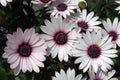 Osteospermum Ensoleille