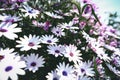 Osteospermum Ensoleille