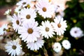 Osteospermum Ensoleille