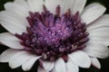 Osteospermum Flower