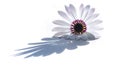 Osteospermum Flower Shadow