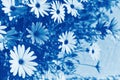 Osteospermum flowerbed blue toned
