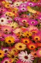 Osteospermum flowers