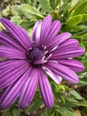 Shrubby daisybush flowers isolated photos Royalty Free Stock Photo