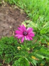 Shrubby daisybush flowers isolated photos Royalty Free Stock Photo