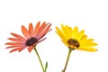 Osteospermum fruticosum colors.