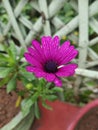 osteospermum fruticosum purple flower Royalty Free Stock Photo