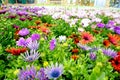 Osteospermum at garden centre 2 Royalty Free Stock Photo