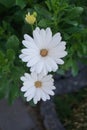 Osteospermum is a genus of flowering plants belonging to the Calenduleae. Berlin, Germany