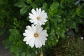 Osteospermum is a genus of flowering plants belonging to the Calenduleae. Berlin, Germany