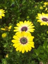 Yellow Osteospermum ecklonis, daisy-like flowers Royalty Free Stock Photo