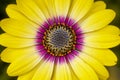 Bright Yellow Cape Marguerite daisy bloom closeup. Royalty Free Stock Photo